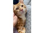 Adopt Gary a Orange or Red Tabby Bengal / Mixed (short coat) cat in Downey