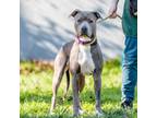 Adopt Mochi a Gray/Silver/Salt & Pepper - with White Pit Bull Terrier / Mixed