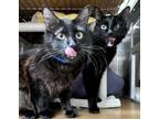 Adopt Babar (bonded w/Babu) a All Black Domestic Mediumhair / Mixed cat in