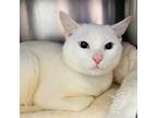 Adopt Denali a White Domestic Shorthair / Mixed cat in Oakland, CA (33688896)