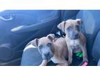 Adopt Bonnie/ Clyde a Tan/Yellow/Fawn - with Black Black Mouth Cur / Mixed dog