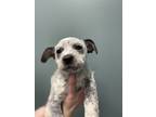 Adopt Illinois a Blue Heeler dog in Dickson, TN (33687082)