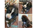 Adopt Cher a Brindle Australian Cattle Dog / German Shepherd Dog / Mixed dog in