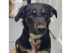 Adopt Big Daddy a Black Australian Shepherd / Mixed dog in Troy, IL (33690117)