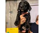 Adopt Blitzen a Black Labrador Retriever / Mixed dog in Troy, IL (33690109)