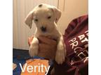 Adopt Verity Dollop Baby 4 Fostered (Breana B) a White - with Tan