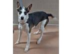 Adopt OMBRE a Tricolor (Tan/Brown & Black & White) Australian Cattle Dog / Mixed
