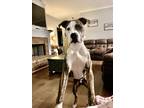 Adopt Bubba a Brindle - with White Boxer / American Pit Bull Terrier / Mixed dog