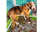 Adopt a Brindle Bull Terrier / Mixed dog in Visalia, CA (33690047)