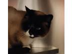 Adopt Katniss a Domestic Shorthair / Mixed cat in Spokane Valley, WA (33689973)
