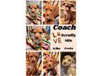 Adopt Coach a Brown/Chocolate - with White Terrier (Unknown Type