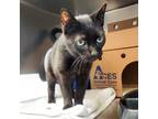Adopt Mr. Spock a Domestic Shorthair / Mixed cat in Lexington, KY (33689946)