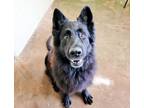 Adopt Ingrid a German Shepherd Dog / Mixed dog in Lexington, KY (33689945)