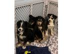 Adopt Puppies! a Black Siberian Husky / Shepherd (Unknown Type) / Mixed dog in