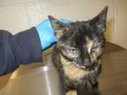 Adopt Big Prrrr a Domestic Shorthair / Mixed cat in Raleigh, NC (33689910)