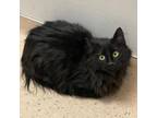 Adopt Finna a All Black Domestic Longhair / Domestic Shorthair / Mixed cat in
