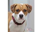 Adopt Kudu a Tan/Yellow/Fawn Beagle / Boxer / Mixed dog in Mason, MI (33689803)