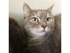 Adopt Looney a Gray or Blue Domestic Shorthair / Mixed cat in St.