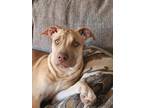 Adopt Rebecca a Boxer dog in Denver, CO (33689931)