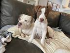 Adopt Norm a Boxer dog in Denver, CO (33689929)