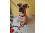 Adopt Kane a Brown/Chocolate - with Black Shepherd (Unknown Type) / Mixed dog in