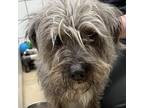 Adopt Spike a Gray/Silver/Salt & Pepper - with Black Shih Tzu / Mixed Breed
