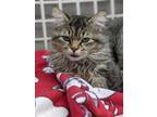 Adopt Gus a Domestic Longhair / Mixed (long coat) cat in Lakewood, CO (33689757)