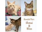 Adopt Shumai and Bliss a Domestic Shorthair / Mixed (short coat) cat in