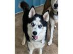 Adopt Roxy a Black - with White Siberian Husky / Husky / Mixed dog in Roswell