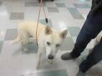 Adopt ROSIE a White Husky / Mixed dog in Oklahoma City, OK (33689677)