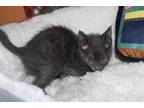 Adopt CAPTAIN a Gray or Blue Domestic Shorthair / Mixed (short coat) cat in