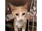 Adopt Bean a Orange or Red Domestic Shorthair / Mixed cat in St.