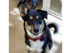 Adopt MR. MOLLY a Black Husky / Australian Shepherd / Mixed dog in Kyle