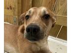 Adopt Ranger a Tan/Yellow/Fawn - with Black Boxer / Pit Bull Terrier / Mixed dog