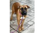 Adopt Rubie a Tan/Yellow/Fawn Boxer / Black Mouth Cur / Mixed dog in Chester