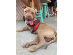 Adopt Estrella- going to YYC a Gray/Blue/Silver/Salt & Pepper Pit Bull Terrier /