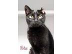 Adopt Ibis a All Black Domestic Shorthair / Domestic Shorthair / Mixed cat in