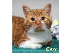 Adopt Cavy a Orange or Red Domestic Shorthair / Domestic Shorthair / Mixed cat