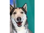 Adopt a Black - with White Husky / Mixed dog in Visalia, CA (33689663)