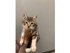 Adopt MAYNARD a Brown Tabby Domestic Shorthair / Mixed (short coat) cat in San