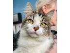 Adopt HOLLY a Brown Tabby Domestic Mediumhair / Mixed (medium coat) cat in