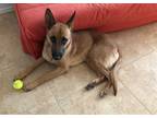 Adopt NOVA a Tan/Yellow/Fawn - with Black Belgian Malinois / Mixed dog in