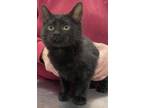 Adopt Avocado a All Black Domestic Shorthair / Domestic Shorthair / Mixed cat in