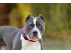 Adopt Azusa a American Pit Bull Terrier / Mixed dog in Escondido, CA (33687827)
