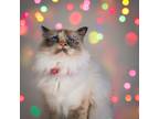Adopt Orianna a Cream or Ivory (Mostly) Birman / Mixed (long coat) cat in