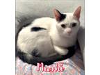 Adopt Mushi a Black & White or Tuxedo American Shorthair (short coat) cat in