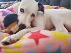 Adopt Kali a White - with Black Pit Bull Terrier / Cattle Dog / Mixed dog in