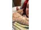 Adopt Squames a Orange or Red Domestic Mediumhair / Mixed (medium coat) cat in