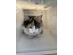 Adopt 49434779 a White Domestic Longhair / Domestic Shorthair / Mixed (long