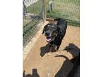 Adopt A+ a Black Rottweiler / Mixed dog in Fort Worth, TX (33689225)
